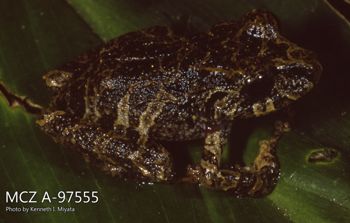 Media type: image;   Herpetology A-97555 Description: Photo of animal in life, taken in the field by Dr. Kenneth Ichiro Miyata. A slide of the photo was scanned in 2012 by Melissa Wooley.;  Aspect: lateral